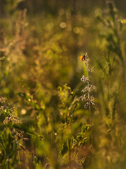 macrofun Łąkowe pejzaże