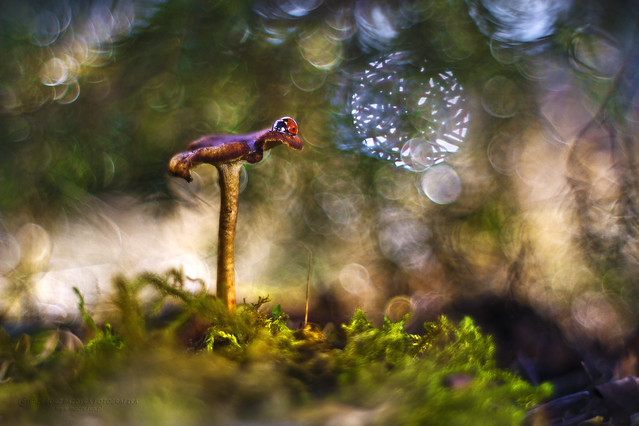 macrofun Grzybkowa Anielcia