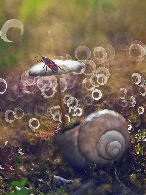 macrofun Najnowszy trend doniczkowy ;) wersja III