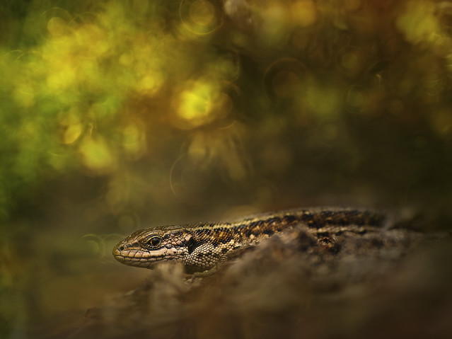 macrofun Ostatni smok.