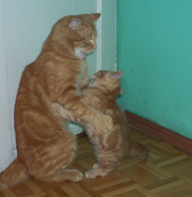 Izabella Kruszlińska 