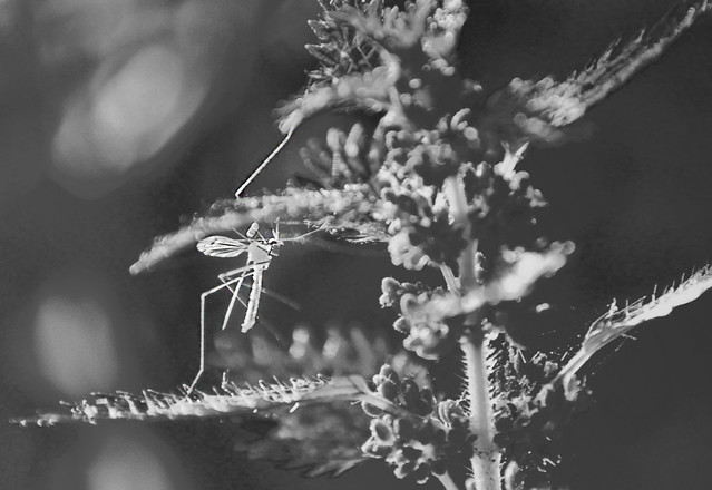 owad czarno białe ewelinamazur #214294