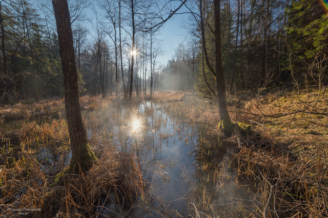 Leśne zakątki K.Mierzejewski #315545