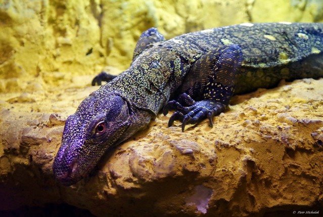 Piotr Michalak #266463