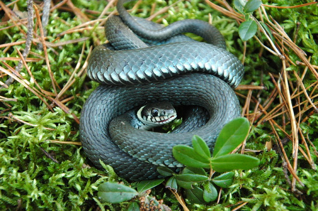 qcyber Zaskroniec zwyczajny (Natrix natrix)
