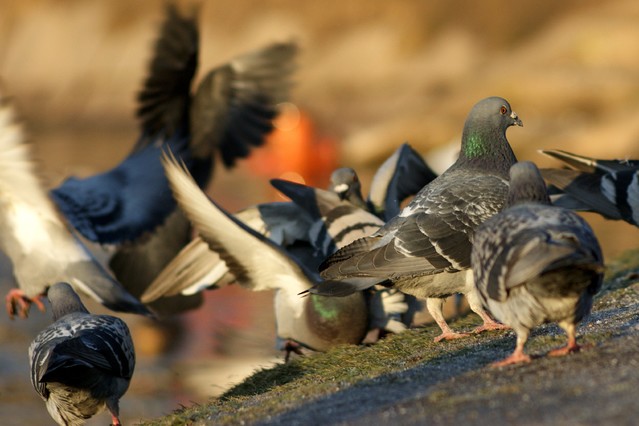 W parku ZSkuza #194539