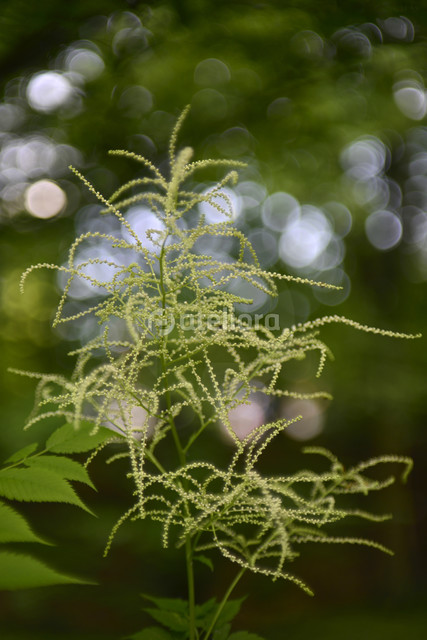 w Powsinie darios #318013