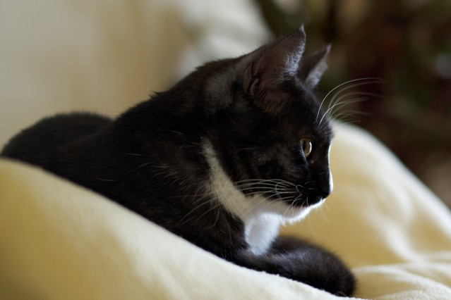 Igor Godlewski #114642