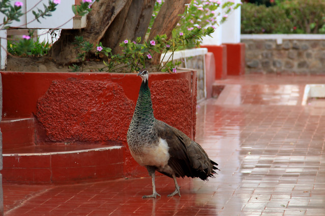 Hotel Majoro. Nazca. Peru. Piotr Schmidt #103600
