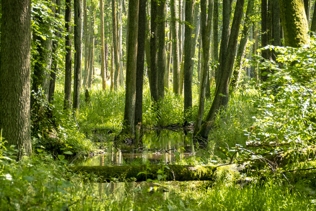 rezerwat ''Źródła Rzeki Łyny'' D_WOJTALA #332104