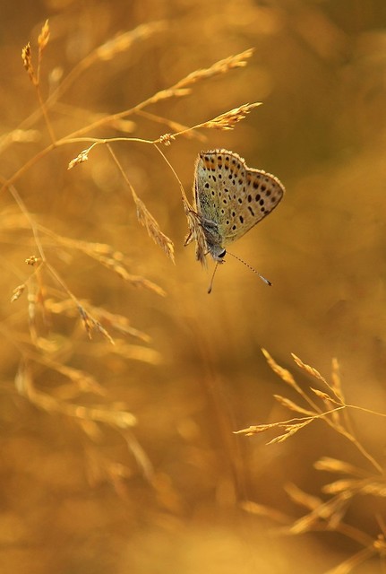 Pawel Plucinski #256540