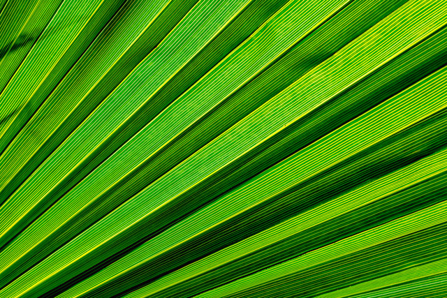 niebieskacytryna #295185