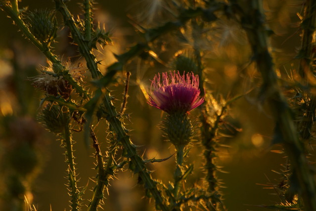 Marzena Bigaj #255538