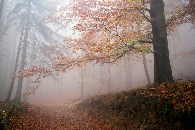 Katarzyna Świerczek-Markowska 
