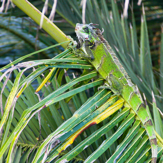 Zielony jestem. Fauna Wyspy Margarita - Wenezuela 2011 Renata