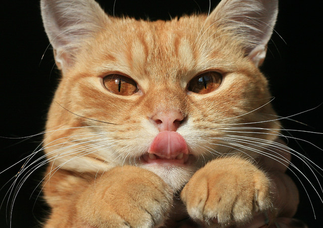 Paweł Nowak #139759