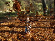 nastas OLYMPUS DIGITAL CAMERA