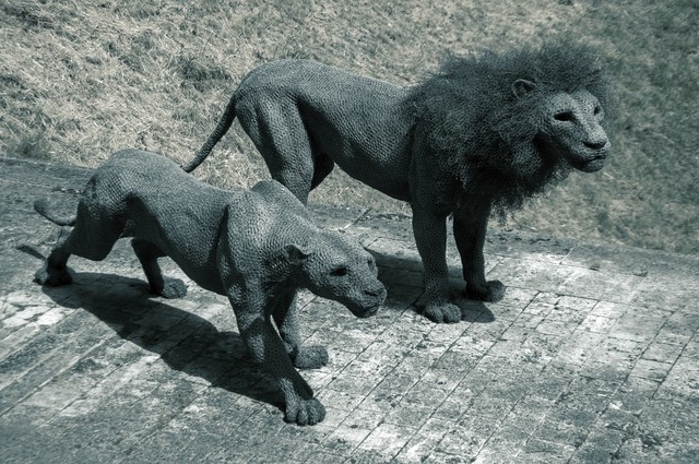 niebieskacytryna #252731