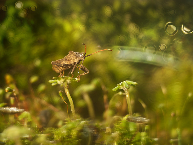 macrofun Kubełkowa dżungla