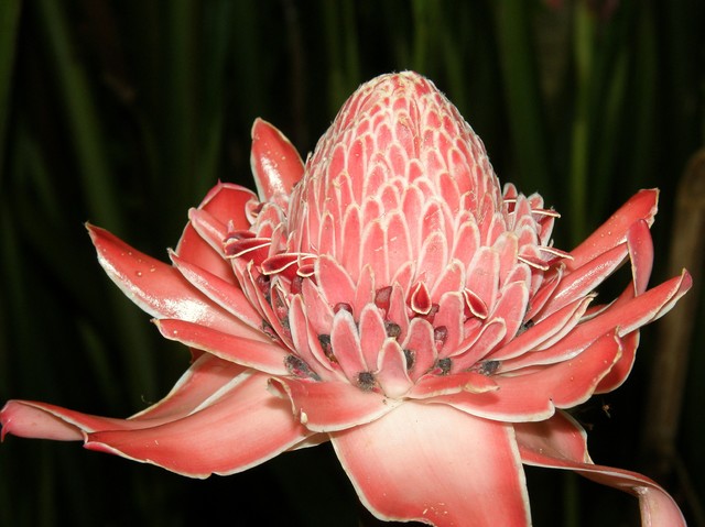 OLYMPUS DIGITAL CAMERA Lech Żak #122869