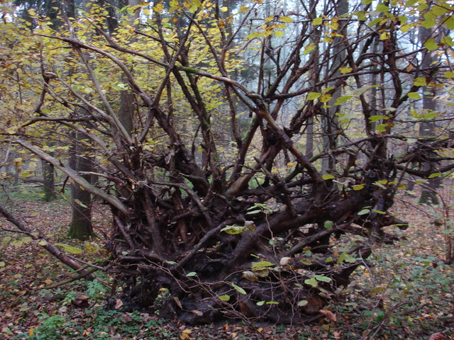 Andrzej Jan Andrzej Jan #173427