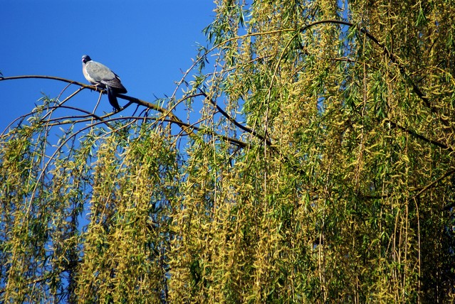 SONY DSC Bajaaa #196841