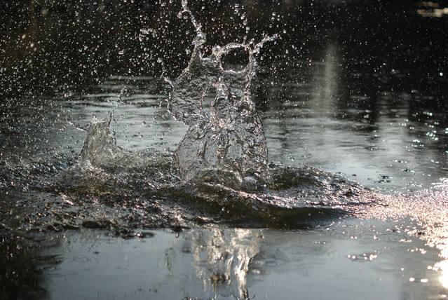 SONY DSC Misiekmaestro #173700