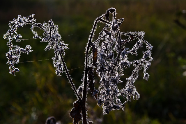 Zbigniew Czech #232008