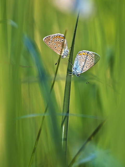 macrofun Co w trawie piszczy - jedno źdźbło a dwa cienie.