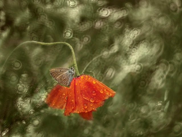 macrofun Makowy modraszek