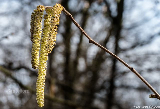 J. Pawel PELECH #315565