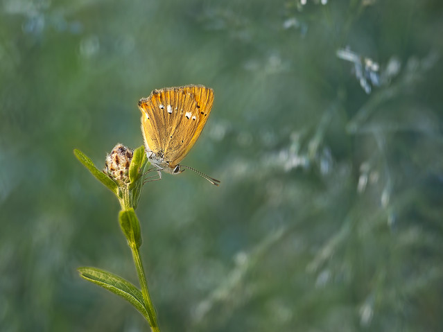 macrofun Pejzaż z moherkiem...cz. II