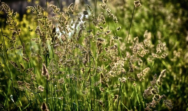 SONY DSC Tomasz Naglik #331629