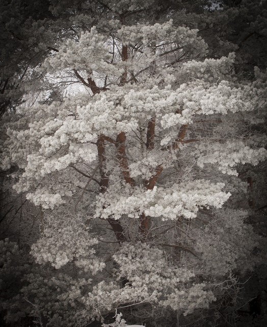 Remik Klepaczewski #184805