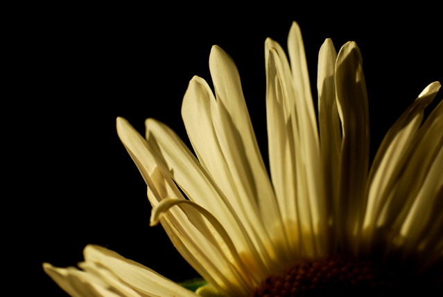 Picasa #255101