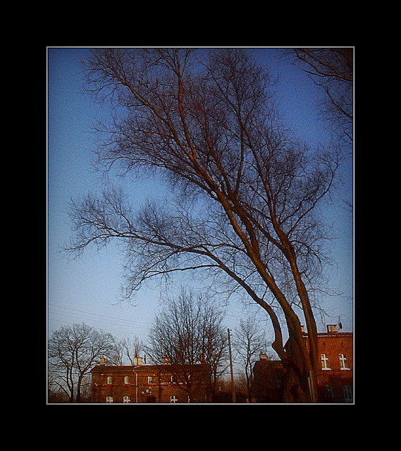 Picasa <SAMSUNG DIGITAL CAMERA>