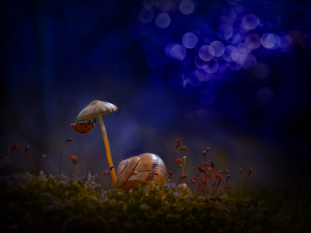 macrofun W bajce o grzybku...