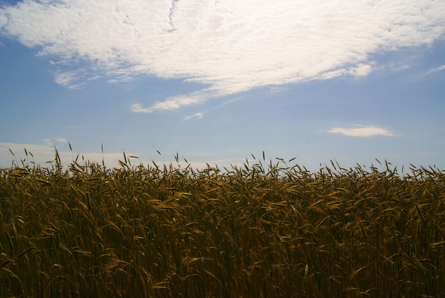 SONY DSC Misiekmaestro #173708