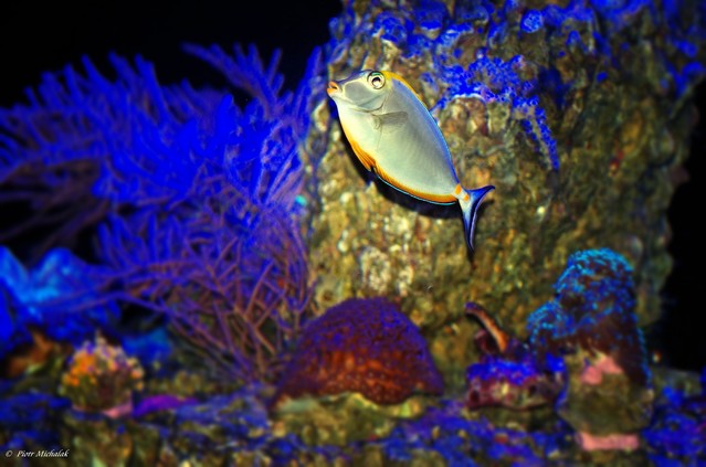 Piotr Michalak #266452