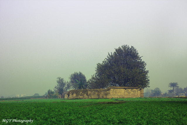 Mohamed Galal Ibrahim Agricultural Land ''Cairo''