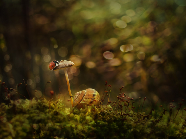 macrofun W bajce o grzybku...