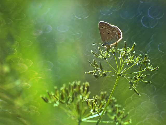 macrofun Łąkowe pejzaże