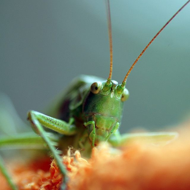 SONY DSC SONY DSC Tomasz Naglik #108380