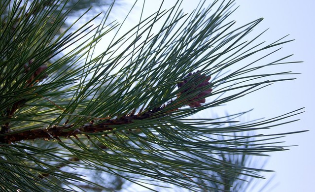 SZYSZKI Picasa #165187