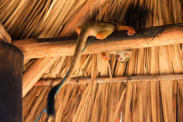 Małpka z ADHD. Safari Jeep - Wyspa Margarita - Wenezuela 2011.