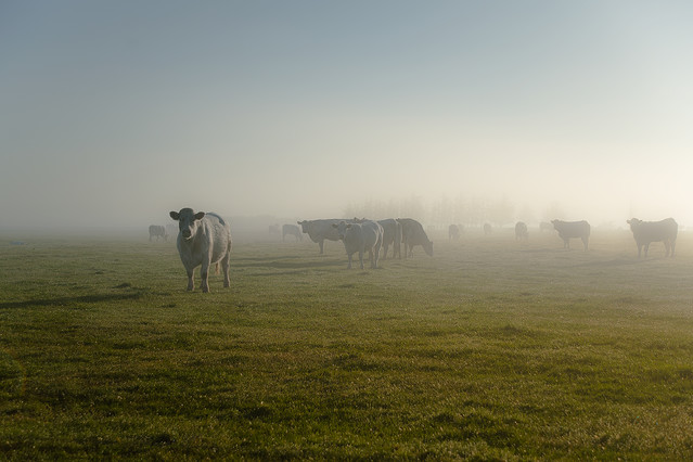 MikolajAniol #306402