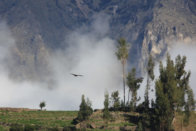 Okolice kanionu Colca. Peru. Okolice kanionu Colca. Peru. Piotr