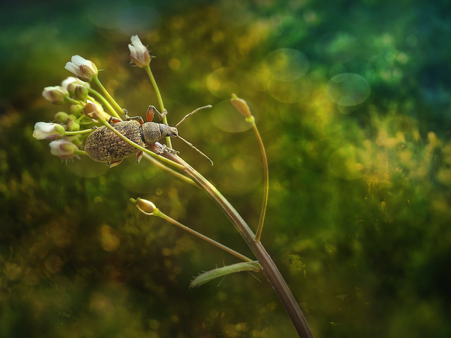 macrofun Naliściak pokrzywiak