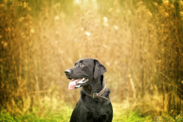 Daniel Meyer #287432