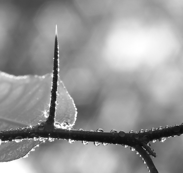 Rafał Urbanik #174919